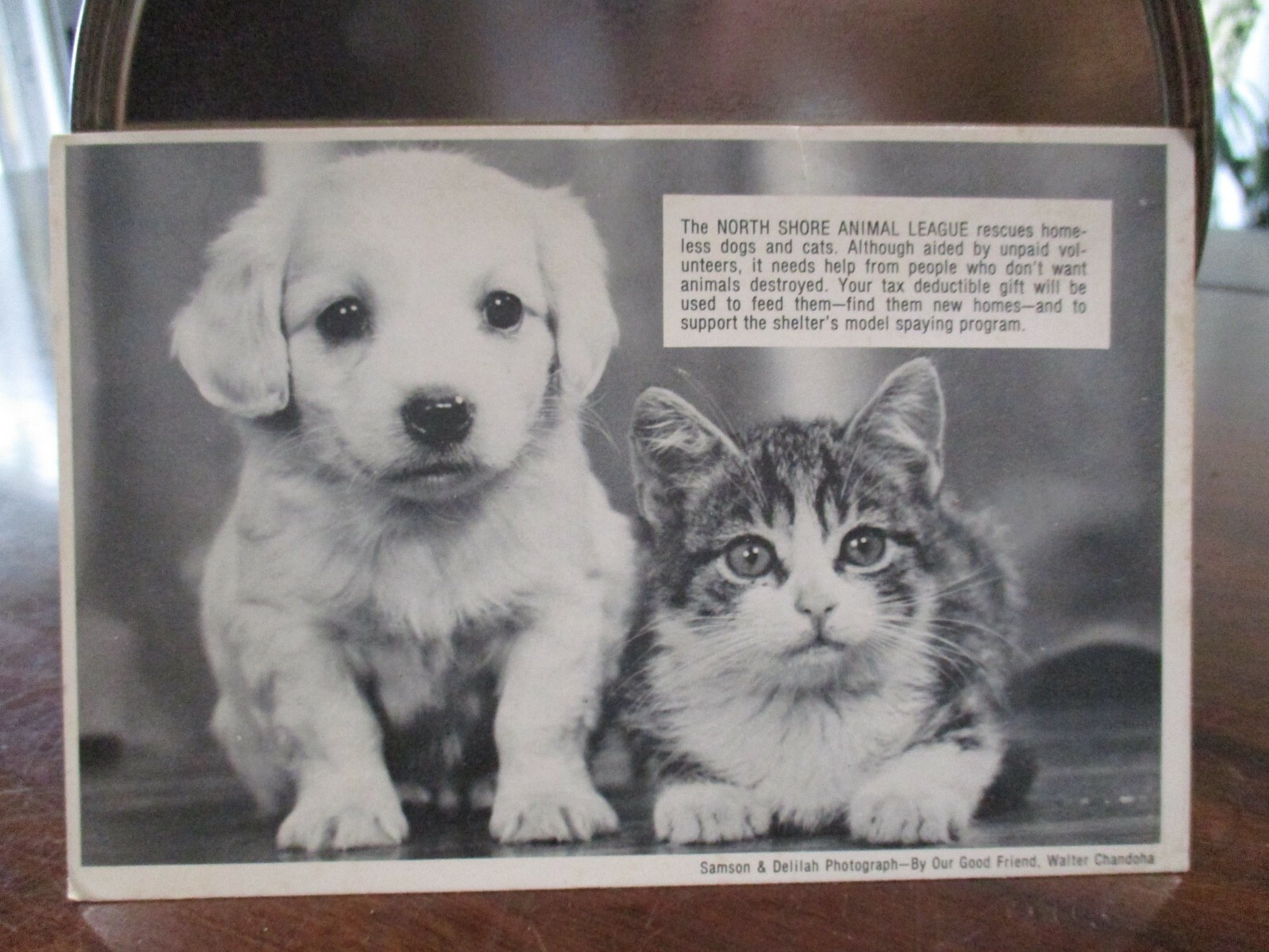 SAMSON & DELILAH PHOTOGRAH KITTEN AND PUPPY N.SHORE ANIMAL LEAGUE POST CARD