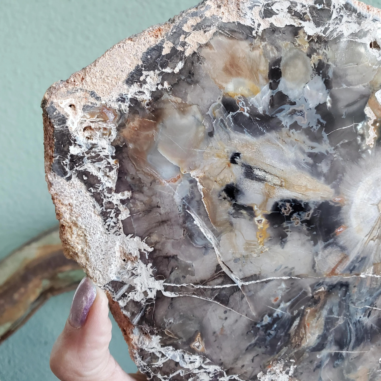 Petrified Wood Large Tree Trunk Slab Slice Display Crystal Decor | 1210 Grams