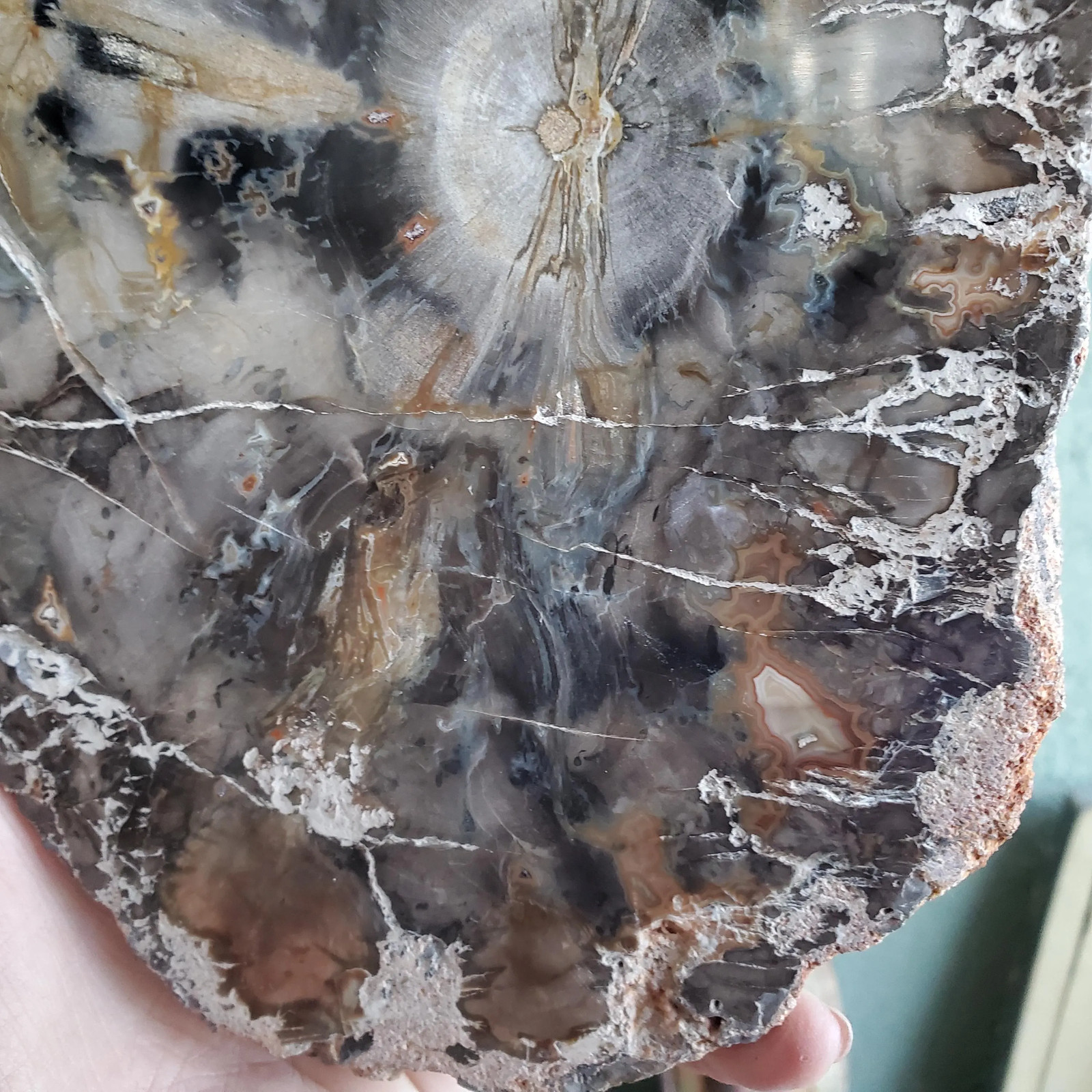 Petrified Wood Large Tree Trunk Slab Slice Display Crystal Decor | 1210 Grams