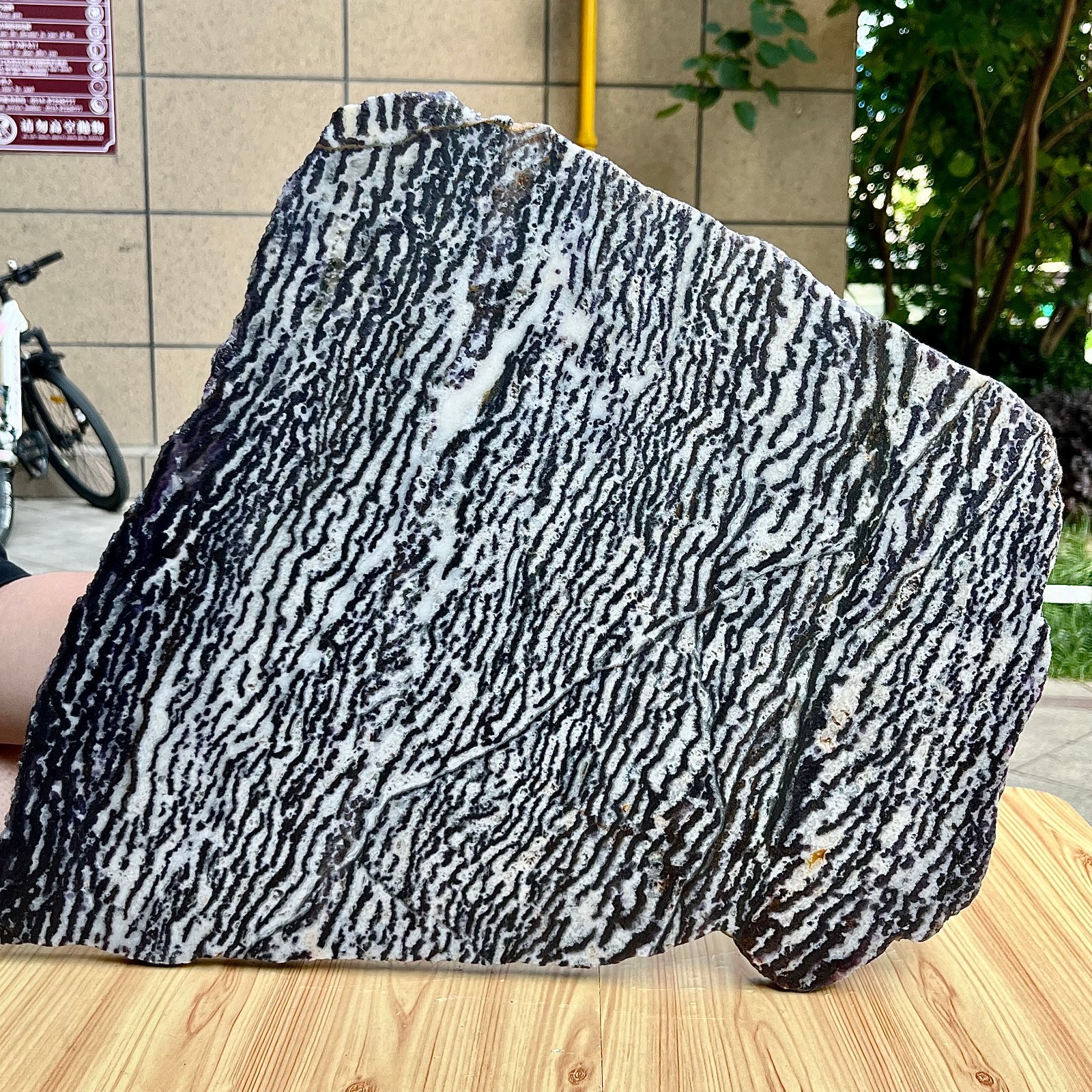 9.6 lb Polished Zebra Slice Black White Stripe Natural Specimen
