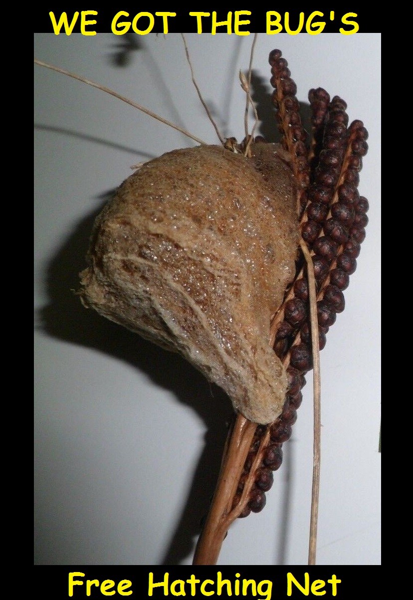 3 Praying Mantis Egg + Praying Mantis Egg Cases + FREE HATCHING BAG 2022 Season