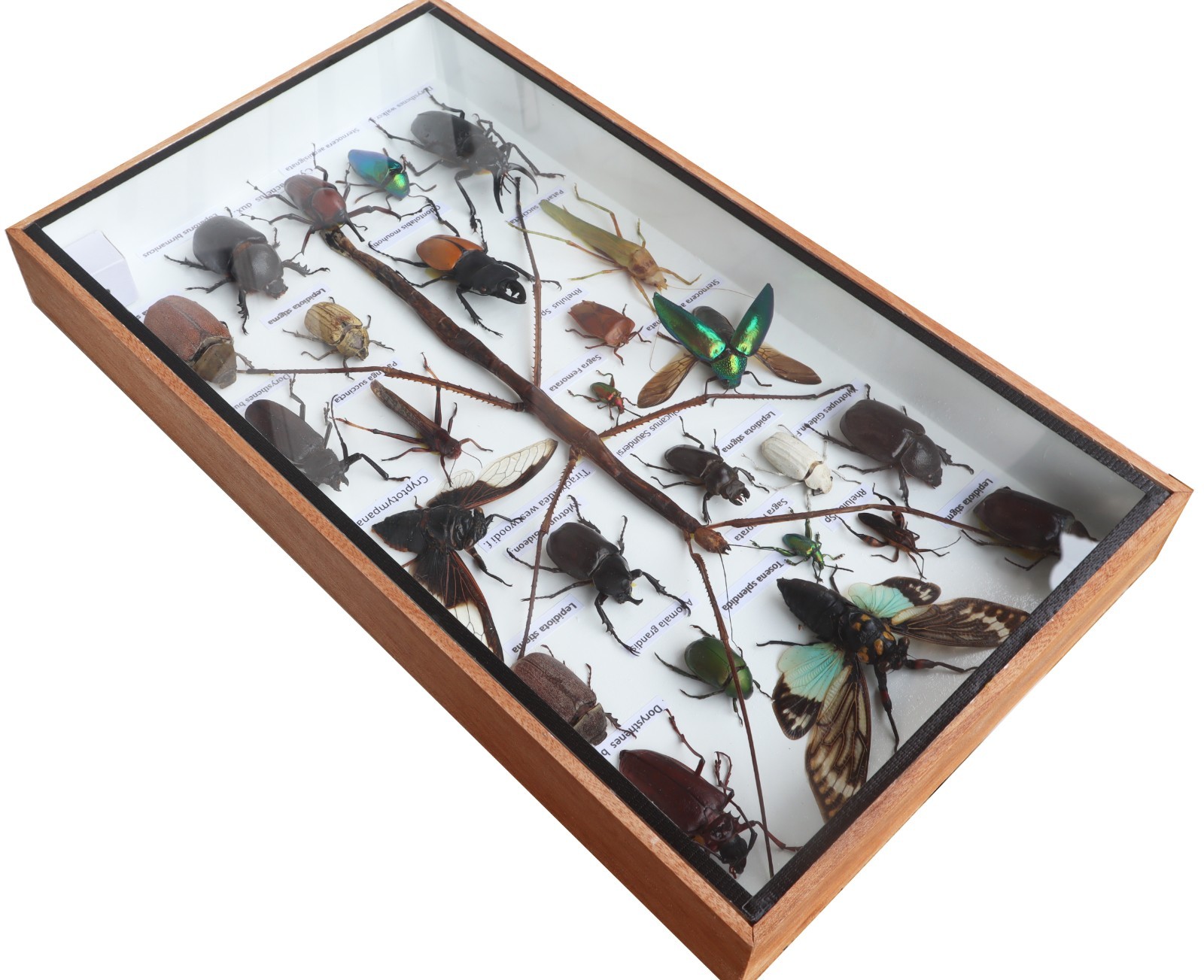 Stick Insect Taxidermy Display Case Mixed Insects Wood Glass Shadow Box 14x8X1.5