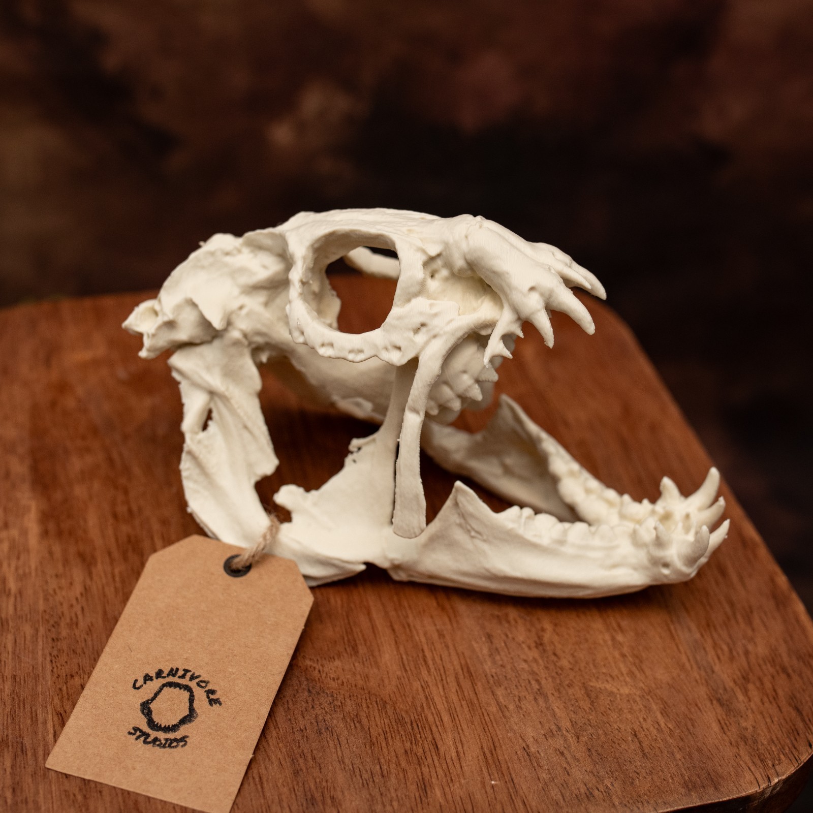 Atlantic Wolffish Skull Replica Life Size Fish Skull Anarhichas Lupus Teeth Disp