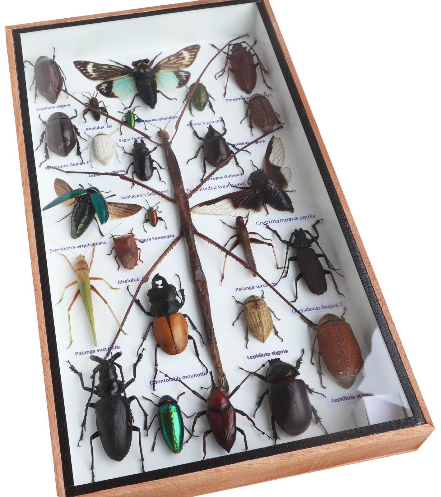 Stick Insect Taxidermy Display Case Mixed Insects Wood Glass Shadow Box 14x8X1.5