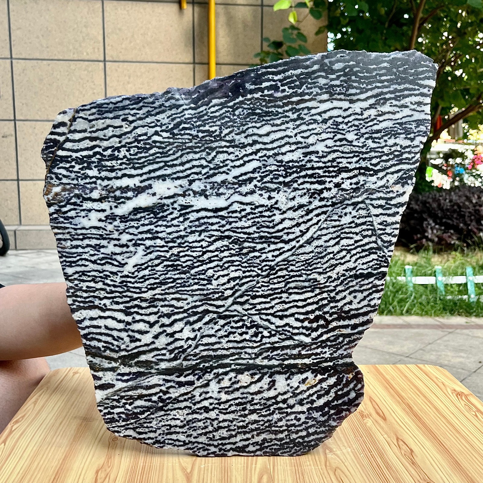 9.6 lb Polished Zebra Slice Black White Stripe Natural Specimen