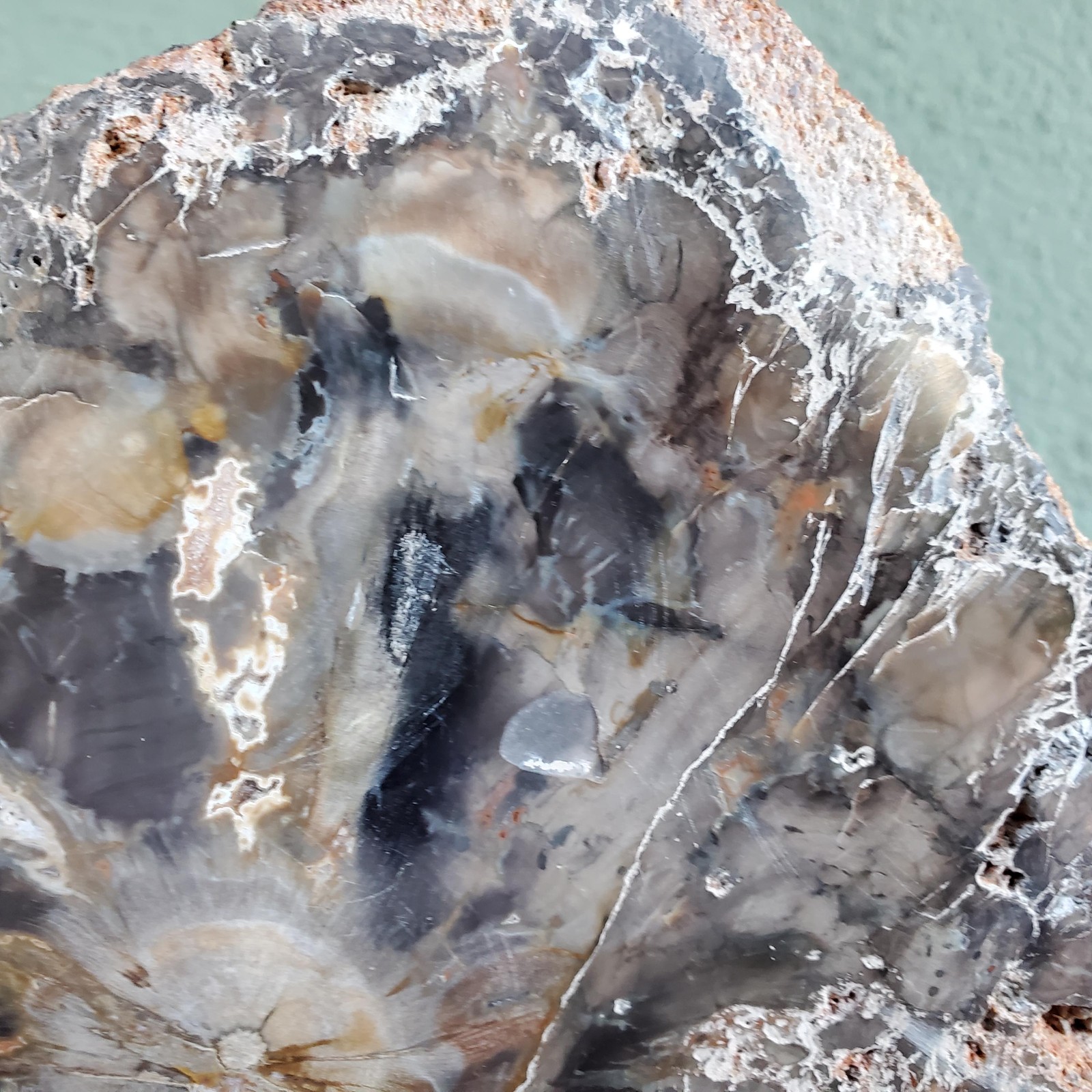 Petrified Wood Large Tree Trunk Slab Slice Display Crystal Decor | 1210 Grams