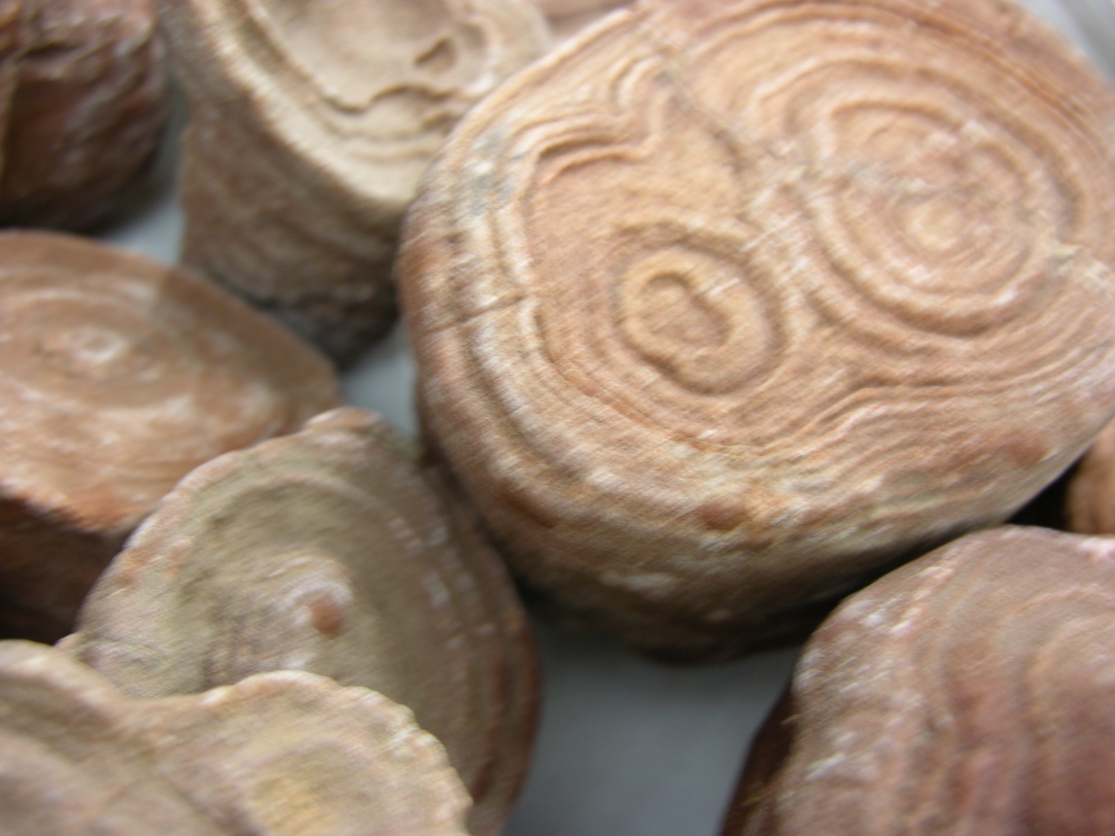 Stromatolite fossils big 1.5-3″ ancient earth life 1 billion years 2 fossil lots