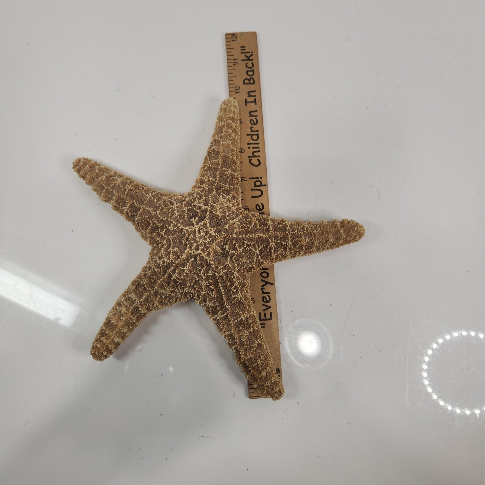 Starfish 9.5in Real Specimen Large Dried Seashell Beach Ocean Home Decor