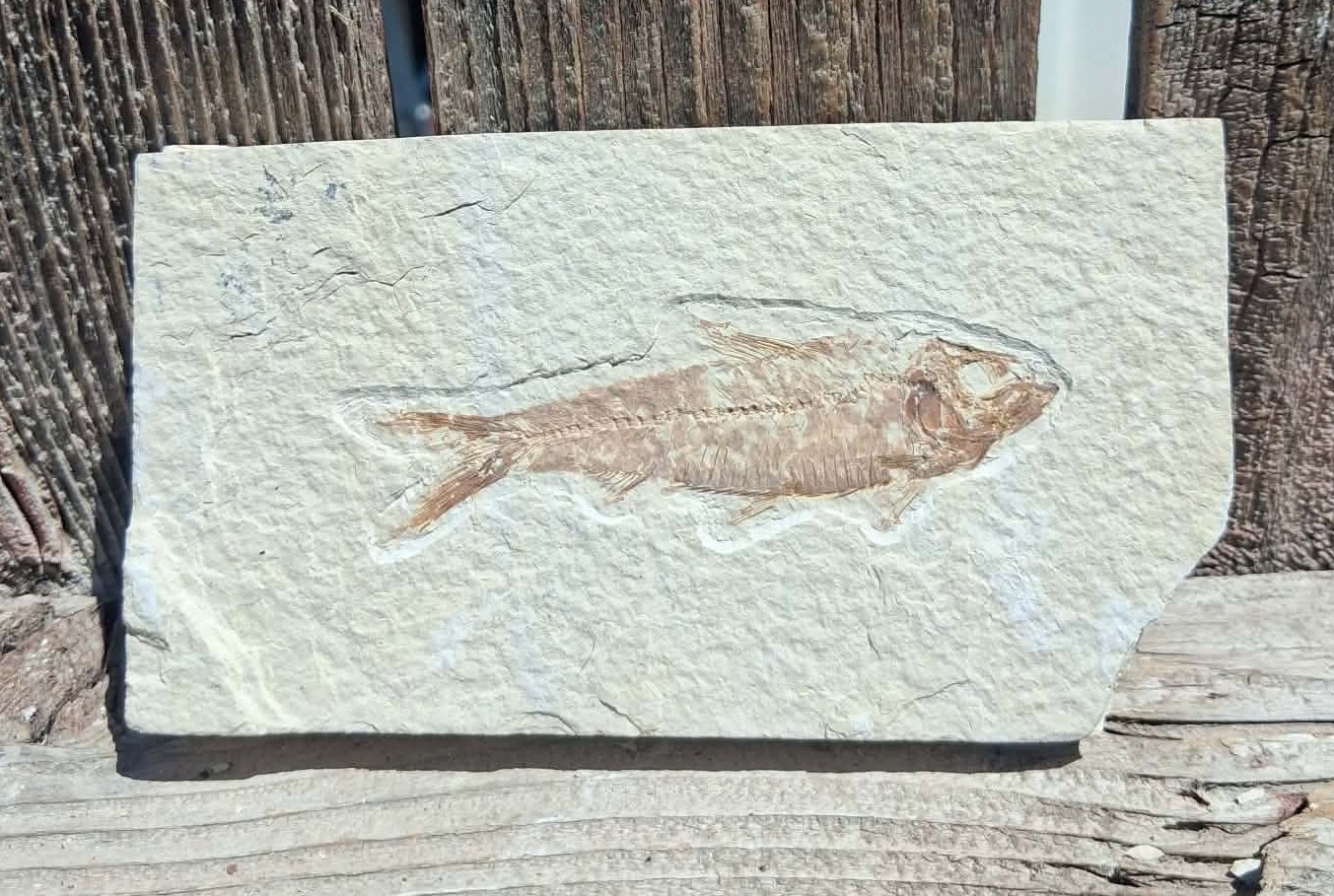 3 3/8 inch Knightia fossilized fish from Green River fossil formation