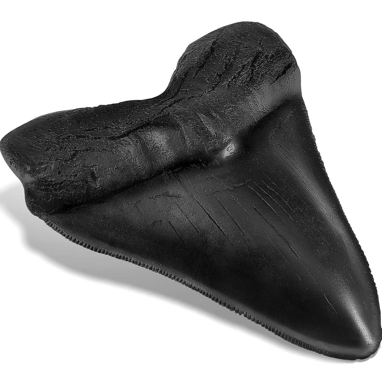 5.5 Inch Megalodon Tooth Black With Serrations – FREE SHIPPING