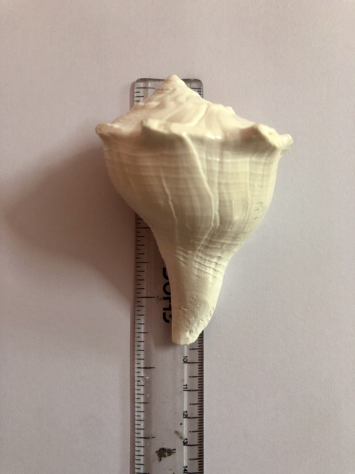 Dakshinavarti Natural Shankh/Laxmi Shankh for Pooja, Right Handed Conch Shell
