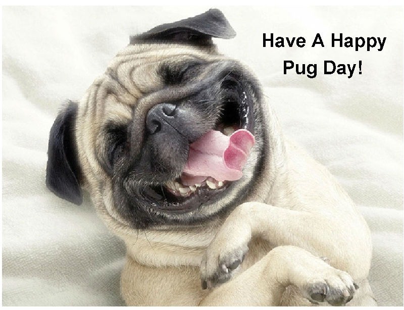 Funny Happy Pug Dog Day Refrigerator / Tool Box / Locker Magnet