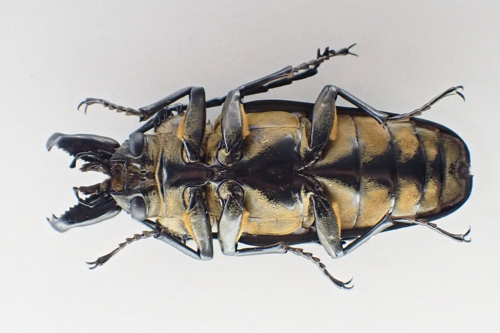 D69639. Insects, Beetles, Trictenotomidae sp. Vietnam North