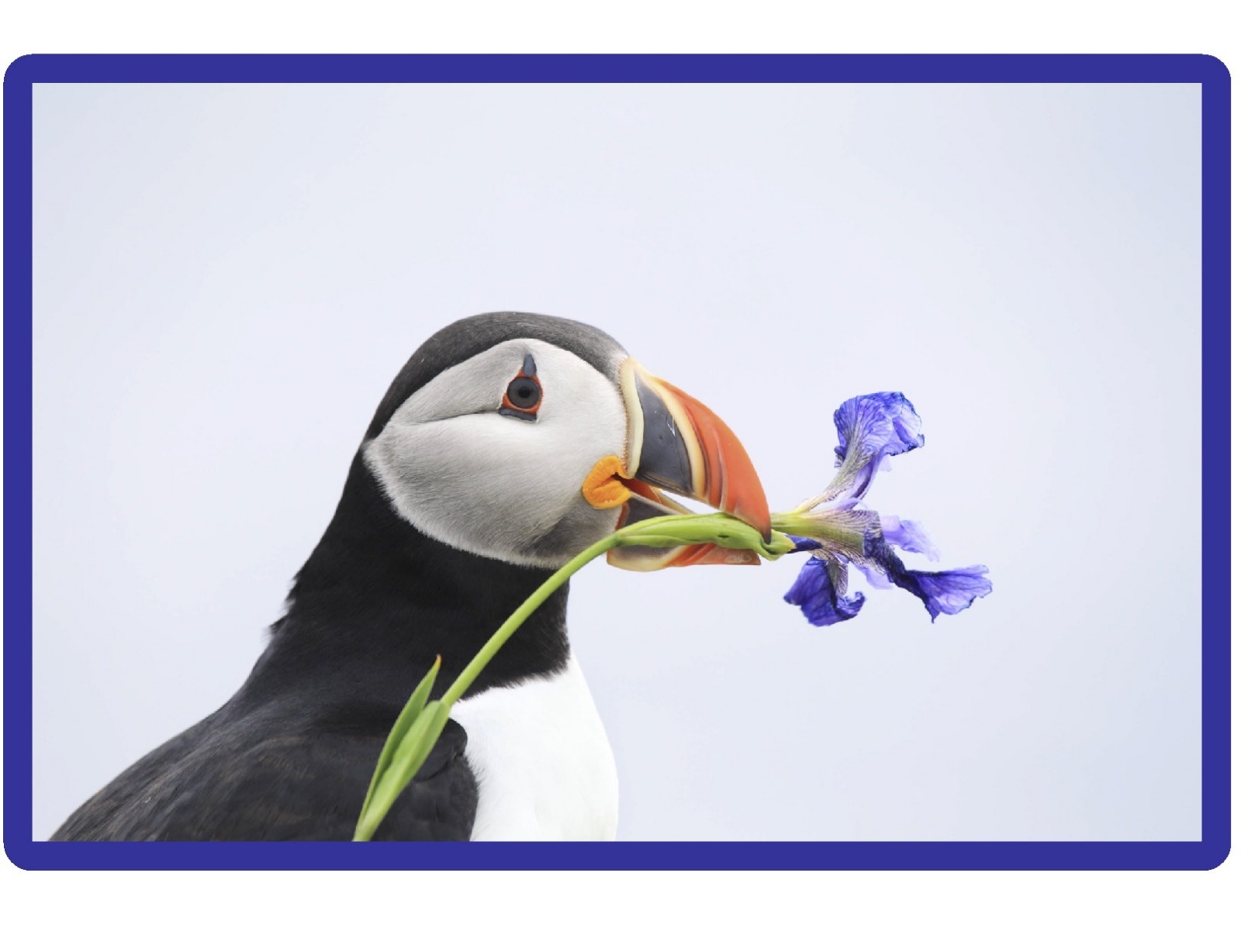 Sad Puffin Love with Flower Refrigerator / Locker / Tool Box Magnet