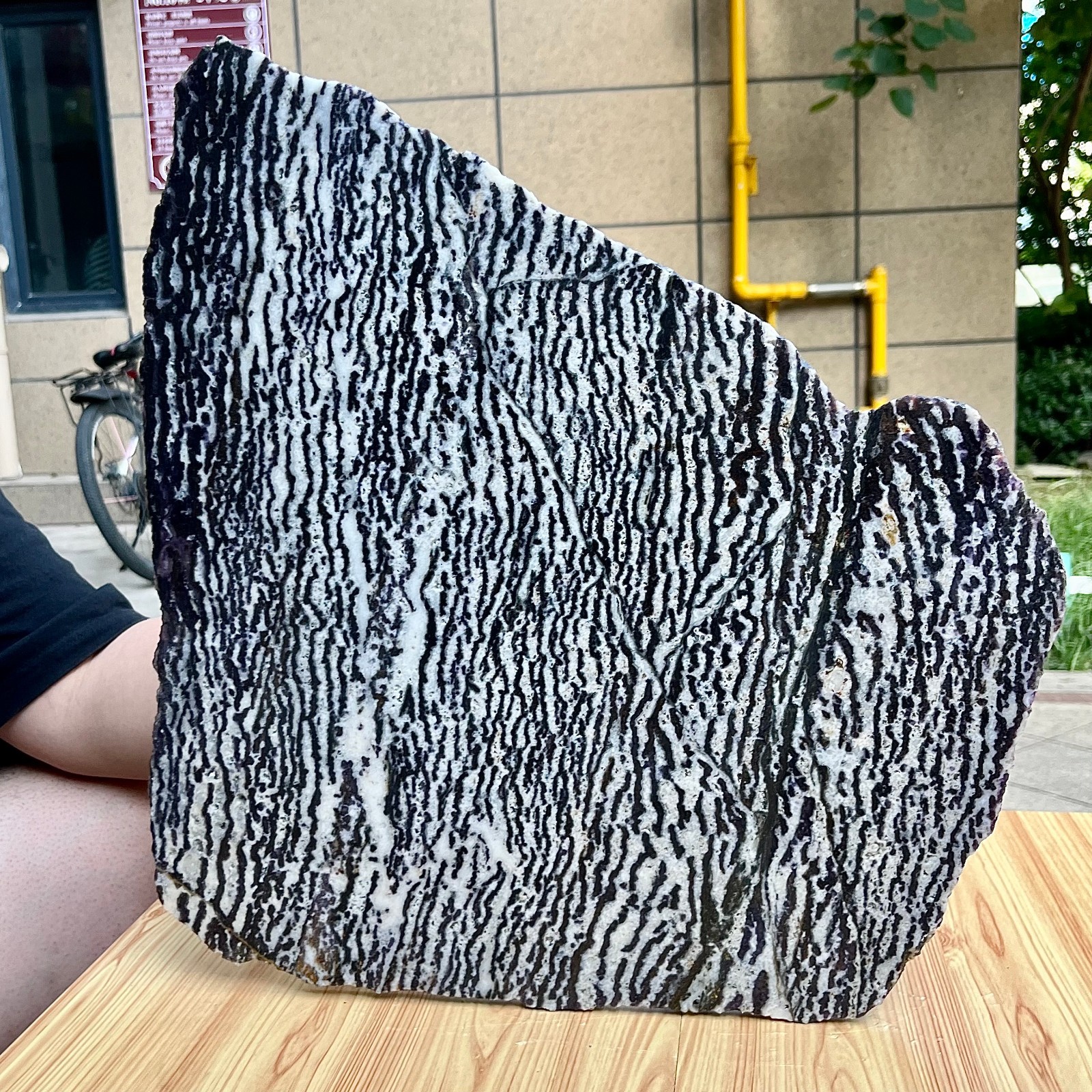 9.6 lb Polished Zebra Slice Black White Stripe Natural Specimen