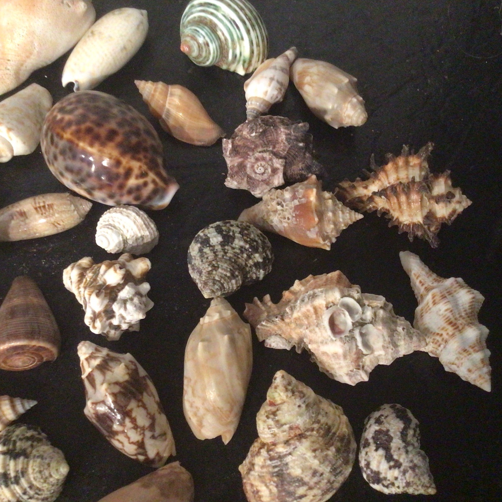 Set of 42 Small Medium Hermit Crab Shells