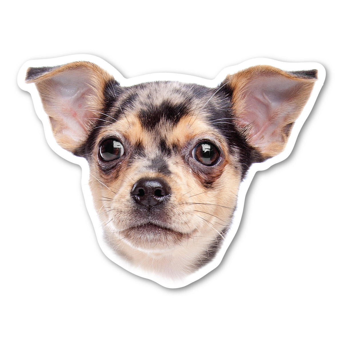 (Dapple) Chihuahua Magnet