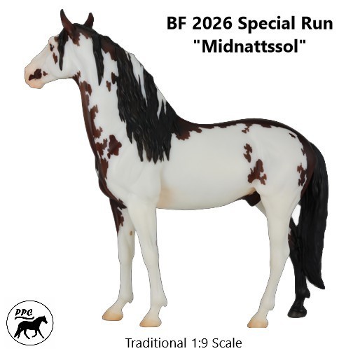 BF 2026 Special Run Murgese Stallion „Midnattssol“ sabino-fram Pre-sale NIB