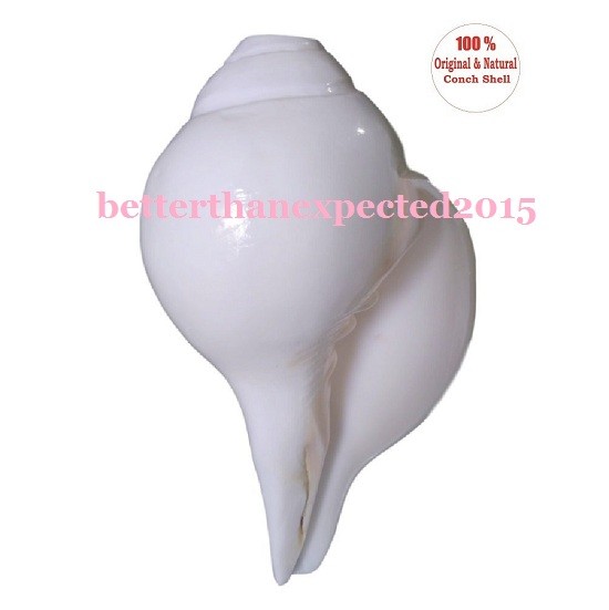 Loud & Big Vamavarti 5.5″ Blowing Shankh (White) Right Hand Shankh Energized