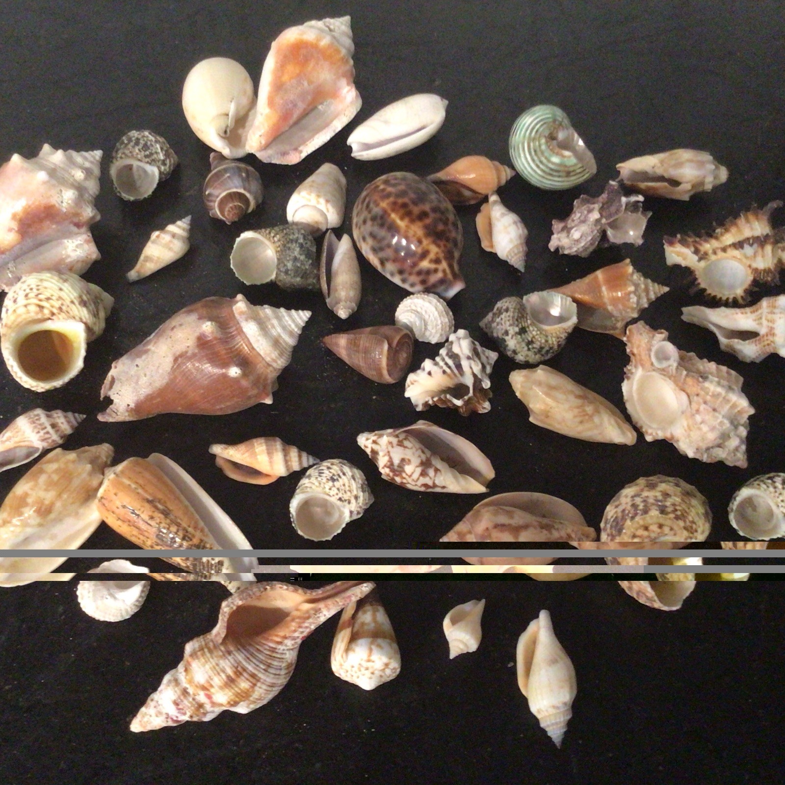 Set of 42 Small Medium Hermit Crab Shells