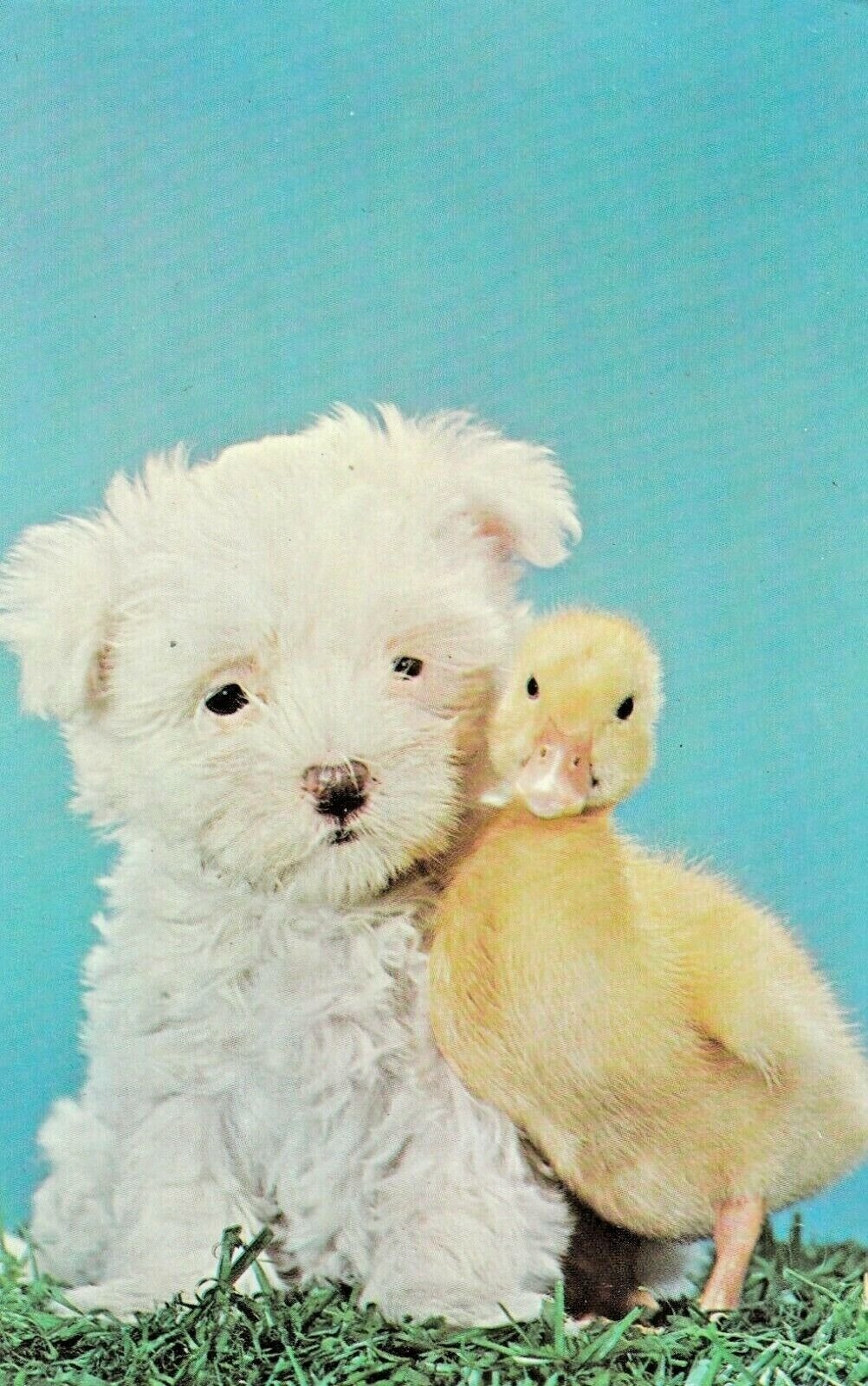 Vintage Dog Postcard PUPPY & DUCK „CUDDLING“ UNPOSTED CHROME