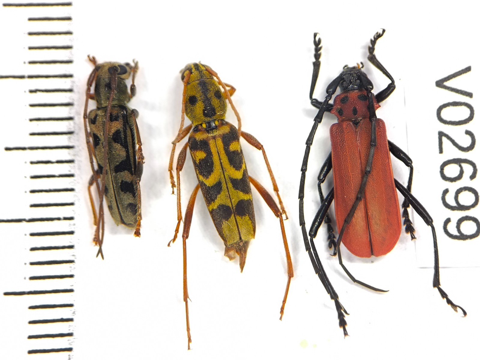 V02699. Insects, Cerambycidae sp. North Vietnam. New area!!!
