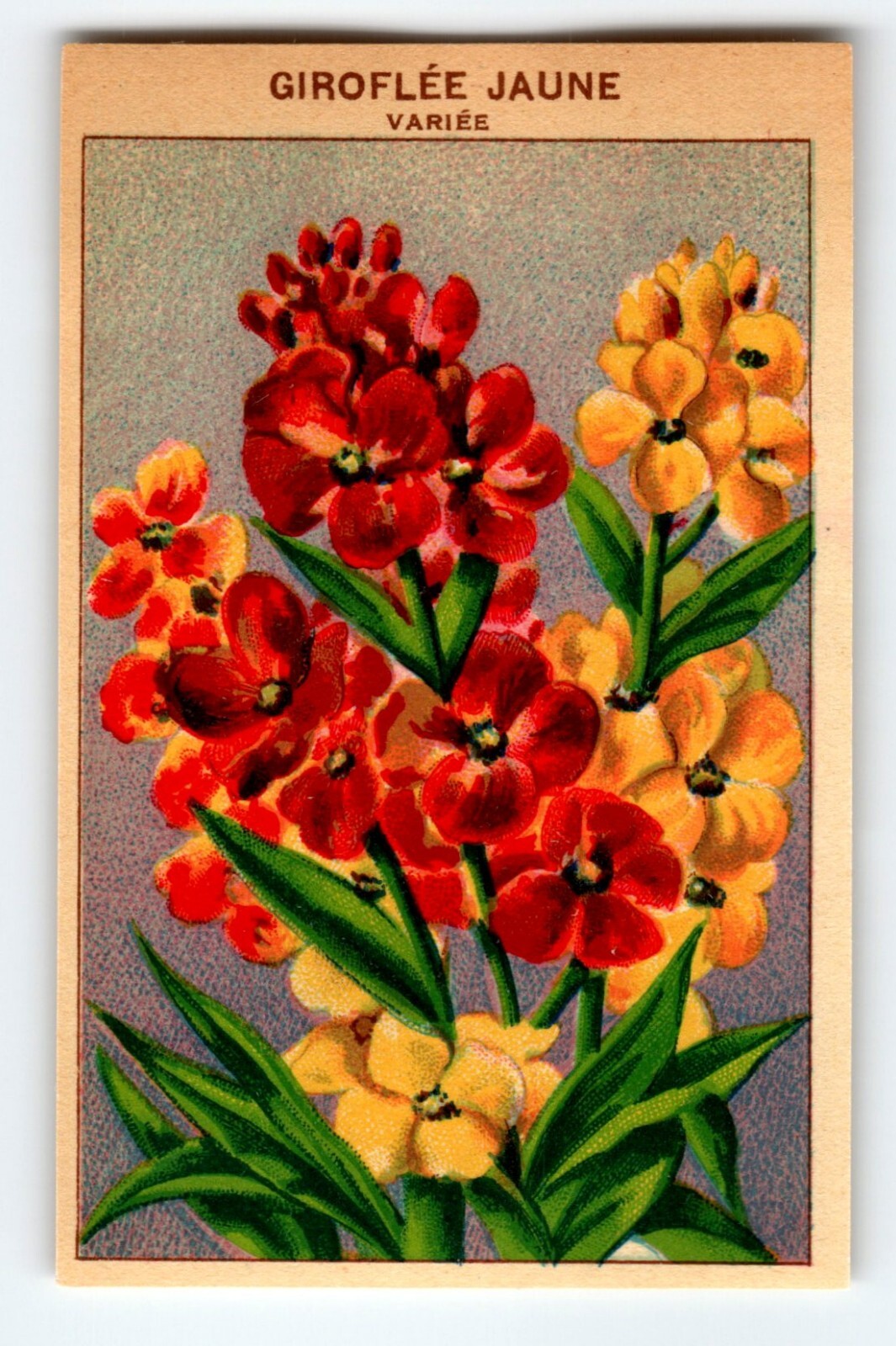 1920’s Flower Seed Art Print GIROFLEE JAUNE Lithograph Original Vintage Unused