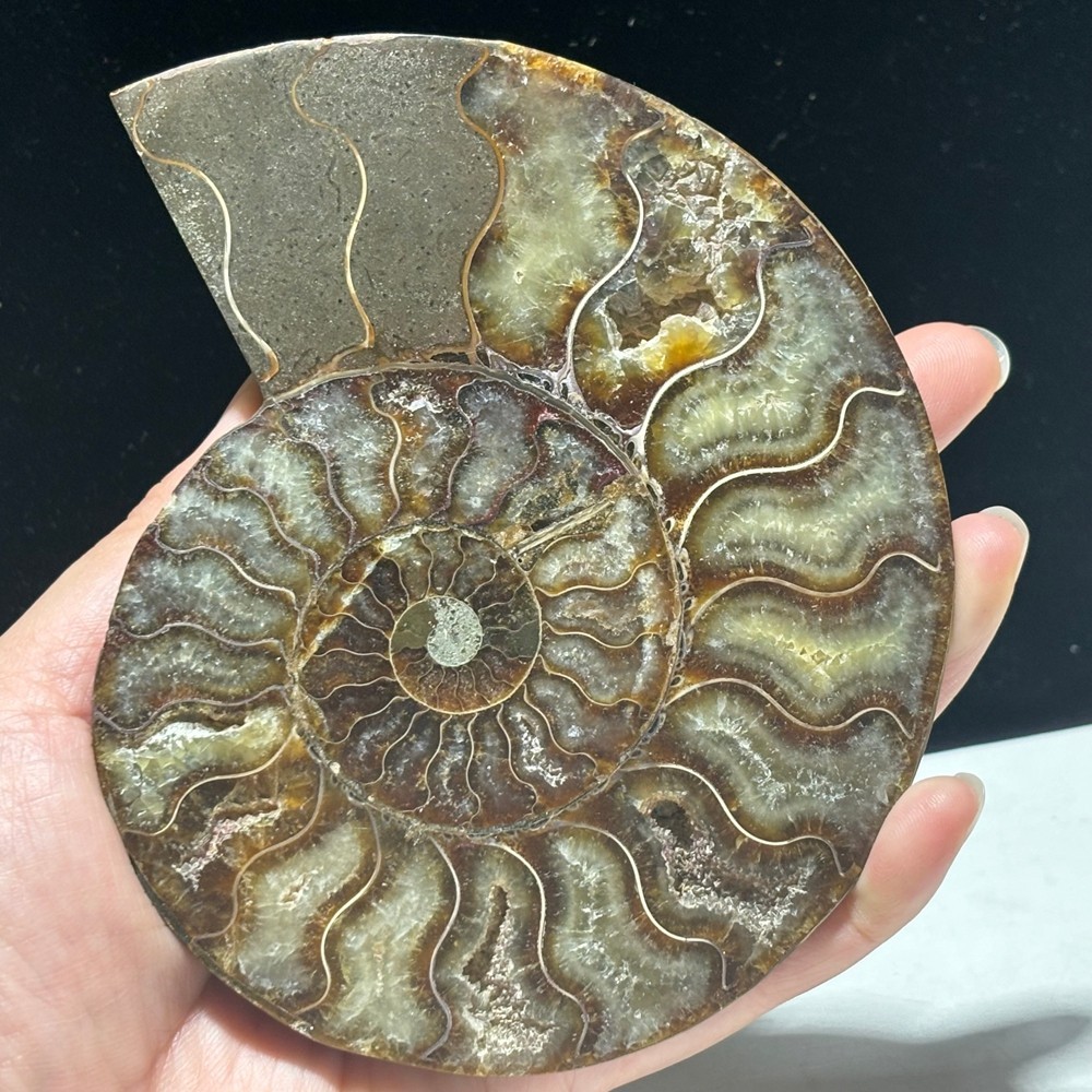TOP 200G+ Natural ammonite fossil conch crystal specimen healing care 1pc