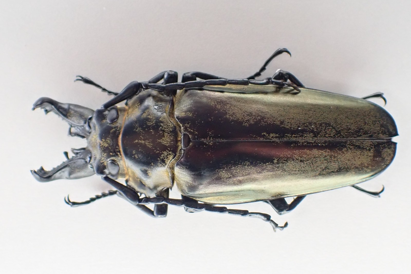 D69639. Insects, Beetles, Trictenotomidae sp. Vietnam North