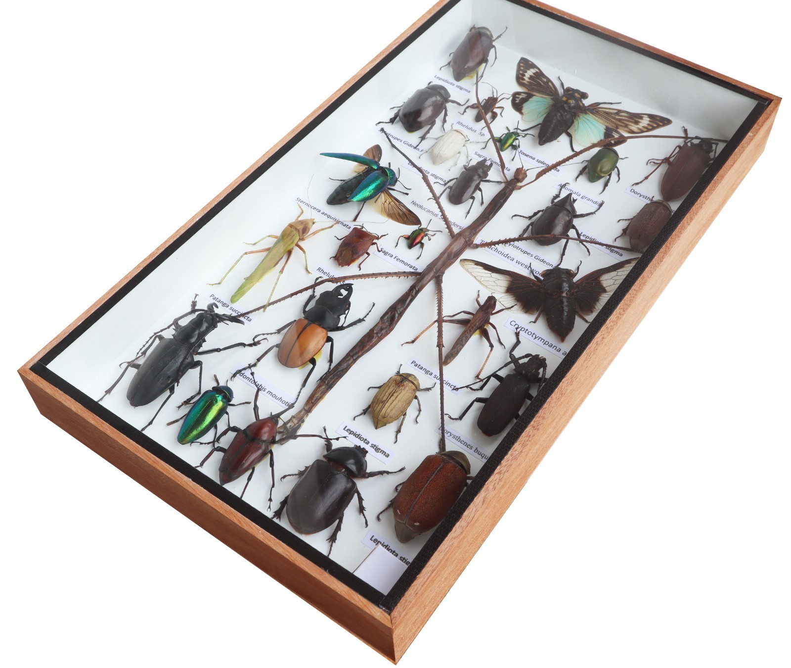Stick Insect Taxidermy Display Case Mixed Insects Wood Glass Shadow Box 14x8X1.5
