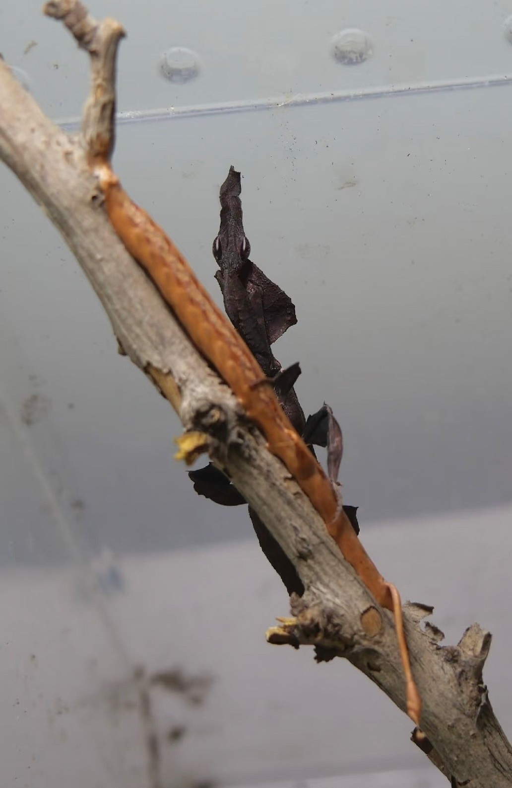 2 SET!!! Ghost Praying Mantis (Phyllocrania paradoxa) L2/L3 LIVE Nymph Pet