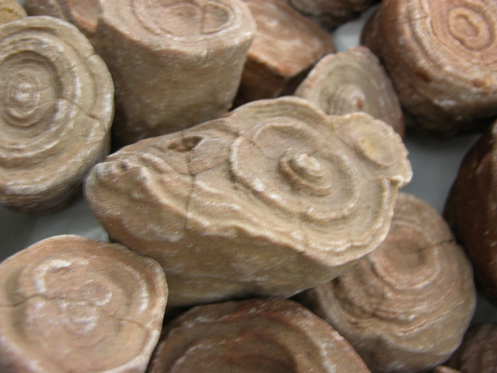 Stromatolite fossils big 1.5-3″ ancient earth life 1 billion years 2 fossil lots