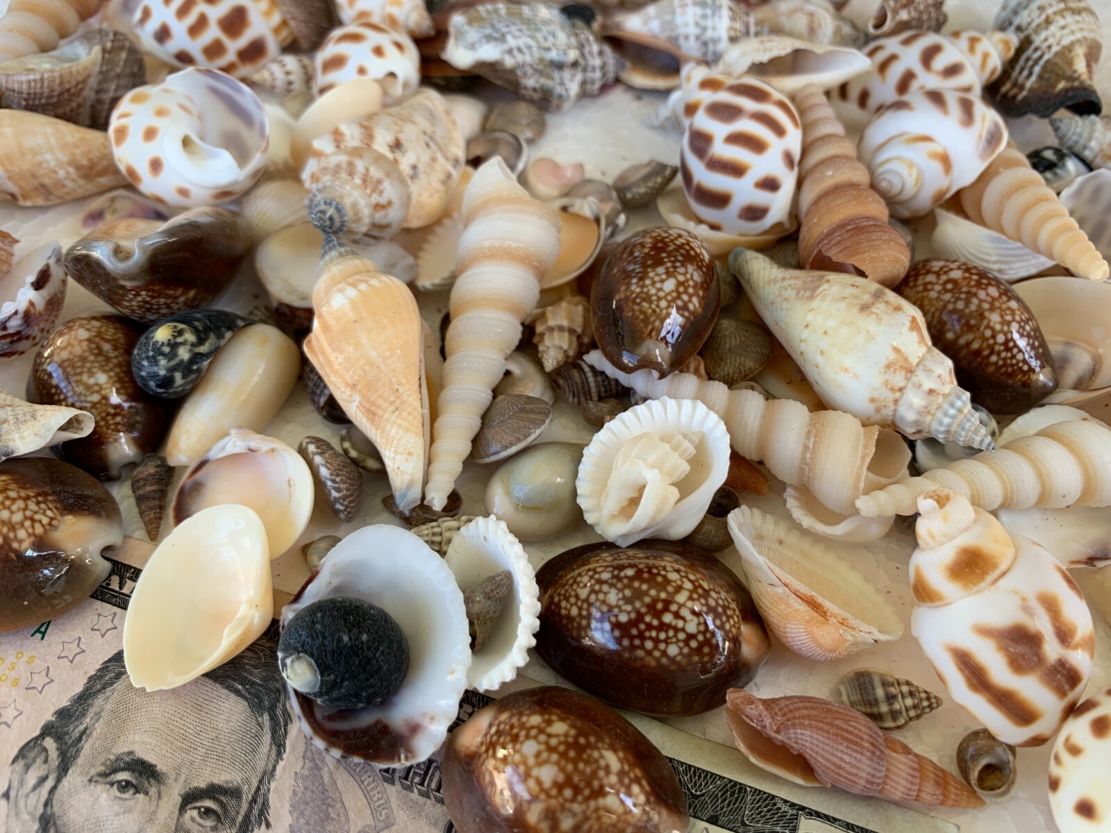Assorted Mixed Seashells Sea Shells Best Price US Seller FREE Ship!