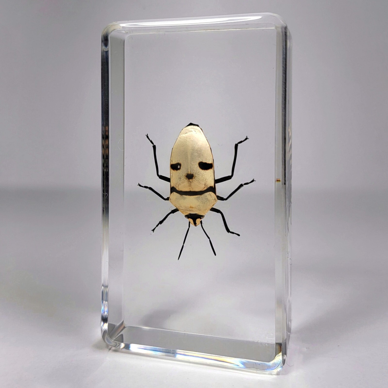 Man Face Bug In Resin, Skull Beetle, Eucorysses grandis