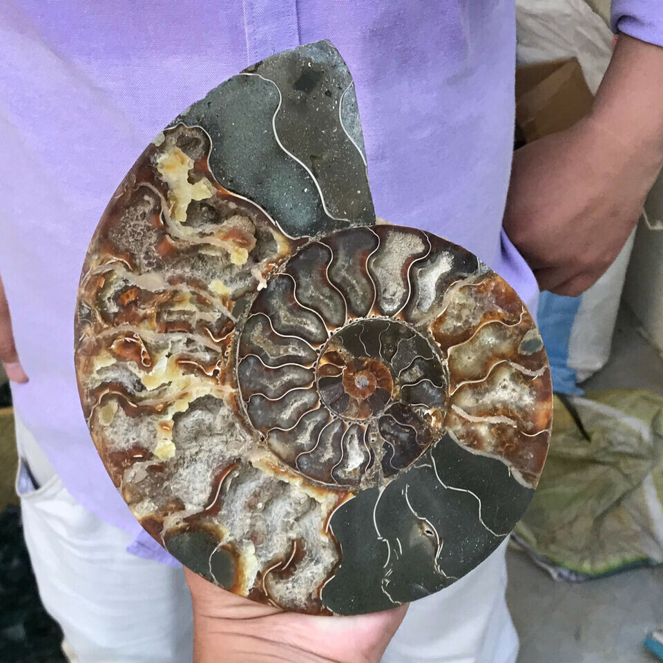 400g+ Natural Crystal ammonite fossil conch specimen healing Home decoration