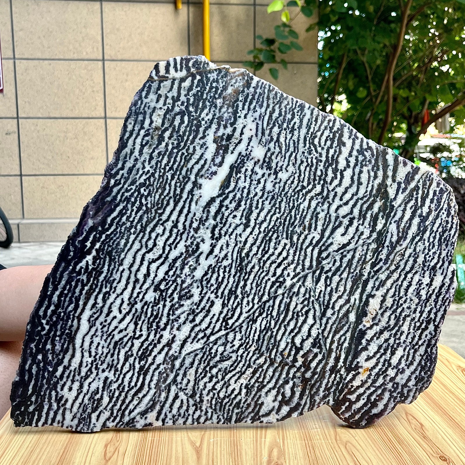 9.6 lb Polished Zebra Slice Black White Stripe Natural Specimen