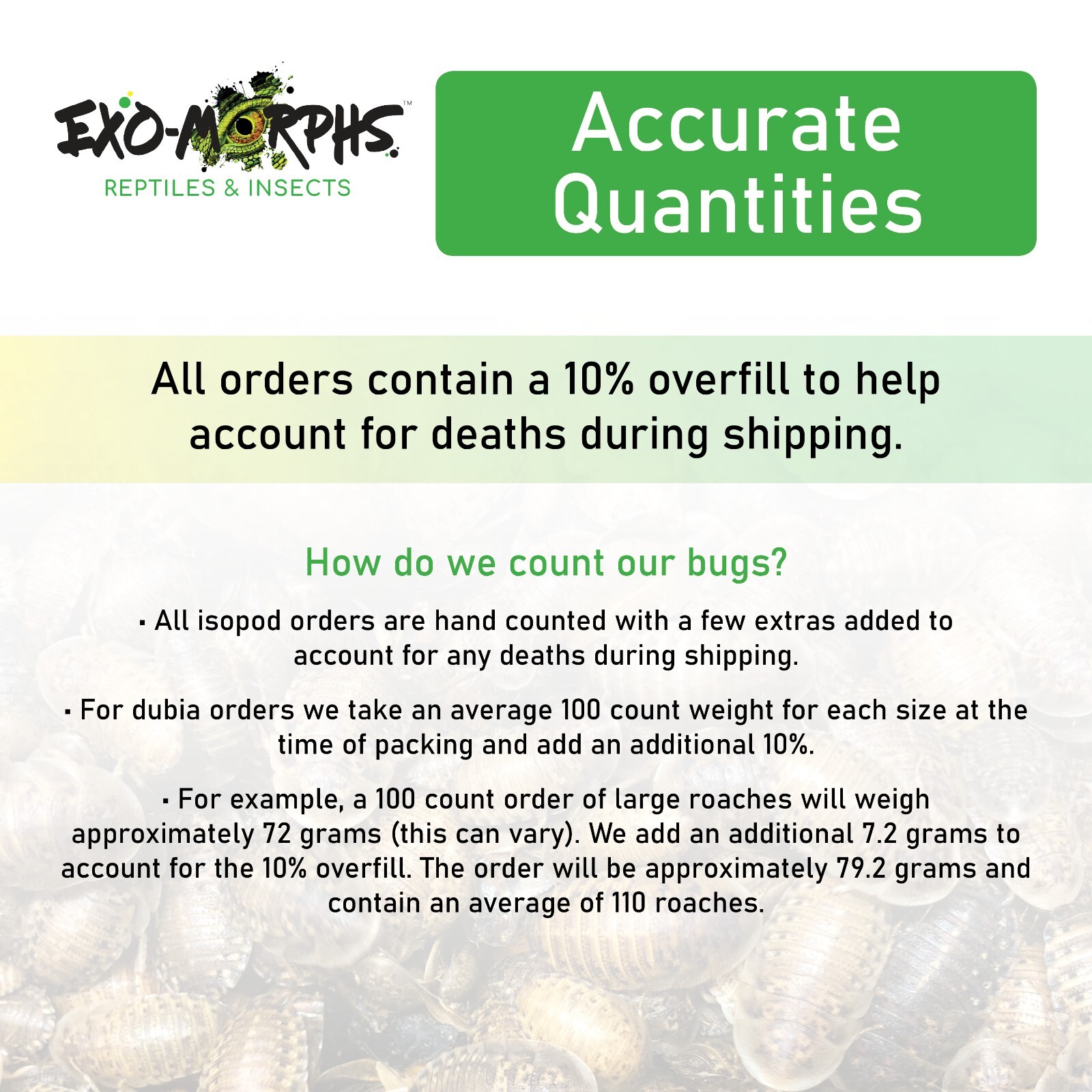 500 ct. Dermestid Beetle Colony for Insect Breeding & Taxidermy