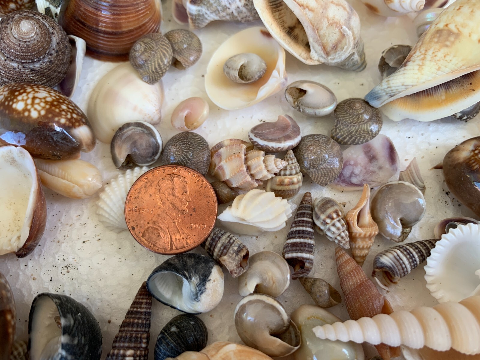 Assorted Mixed Seashells Sea Shells Best Price US Seller FREE Ship!