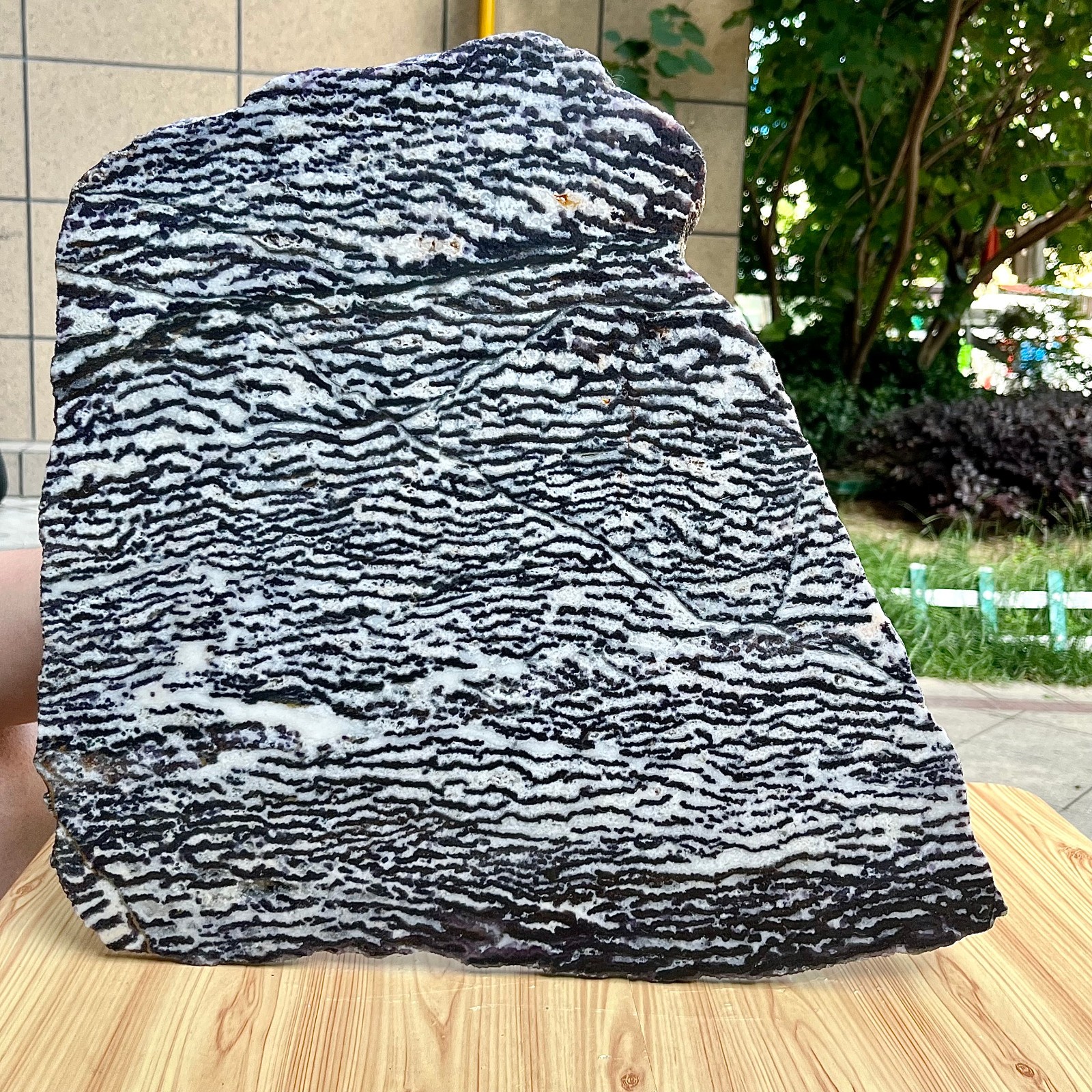 9.6 lb Polished Zebra Slice Black White Stripe Natural Specimen