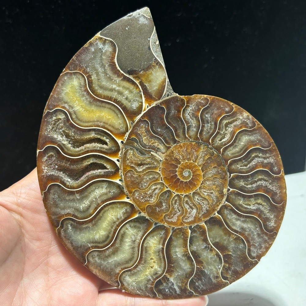 TOP 200G+ Natural ammonite fossil conch crystal specimen healing care 1pc