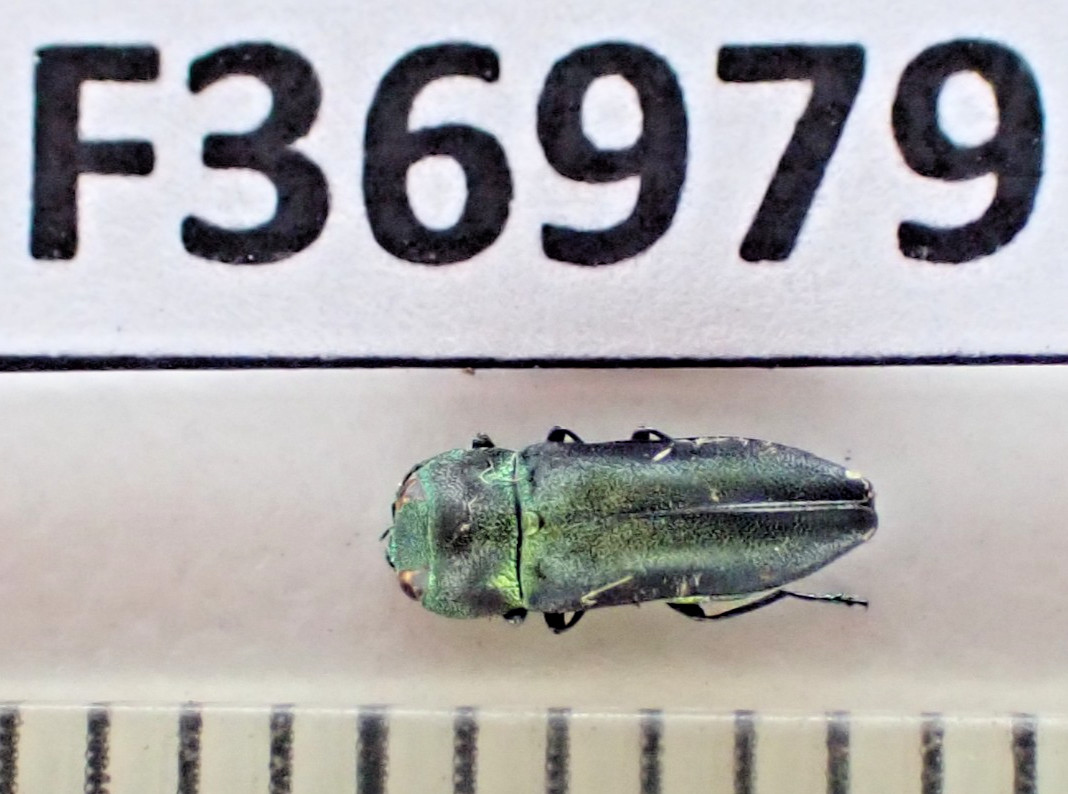 F36979. Insects, Buprestidae sp. Vietnam North. Nice!!!!!!!! Rare!!!!!!!!
