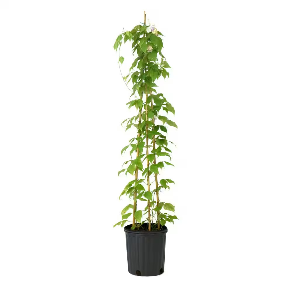 1 Gal. Corkscrew Vine