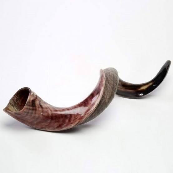 Shofar Yemenite Kudu Horn XL 31“- 41“ New KOSHER+Free Odor Spray Free Shipping