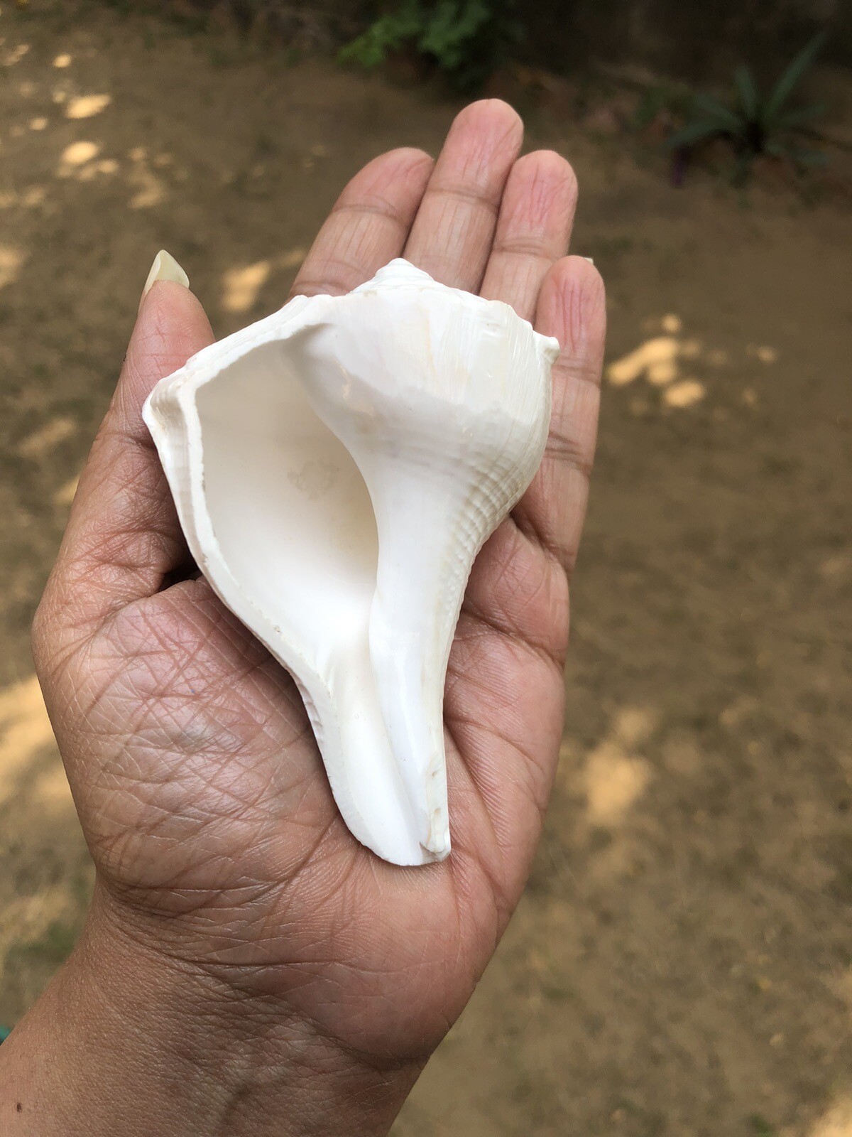 Dakshinavarti Natural Shankh/Laxmi Shankh for Pooja, Right Handed Conch Shell