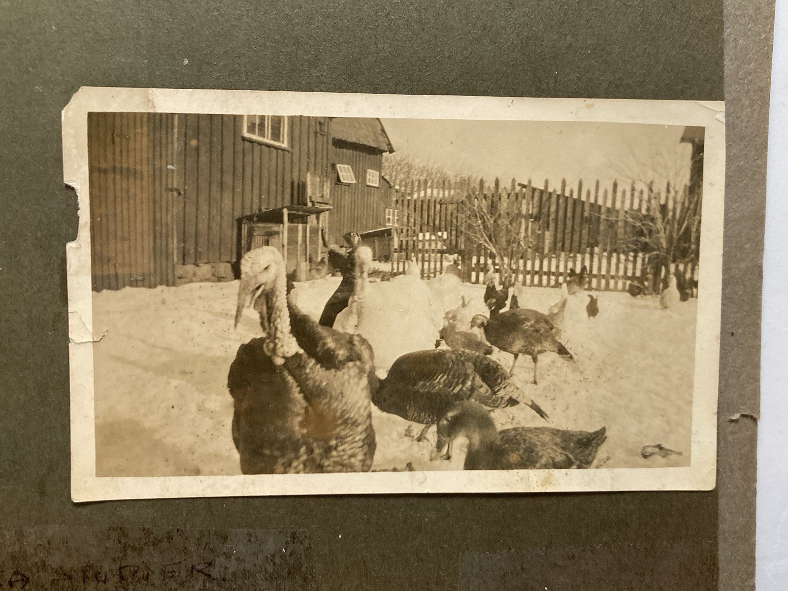 Lot of 26 Antique Photos of DENMARK c1923-1931 Copenhagen