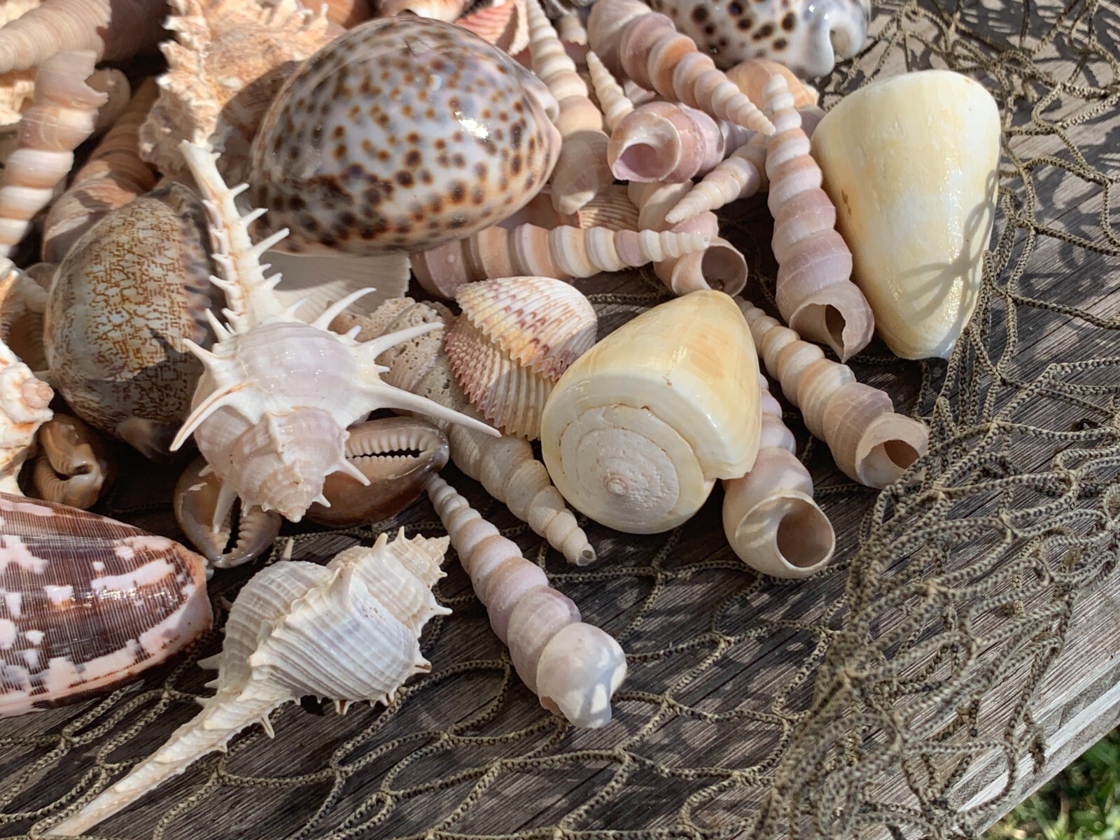 Large Beautiful Seashells Sea Shells 1 Kilo Best Value & Price FREE Ship!