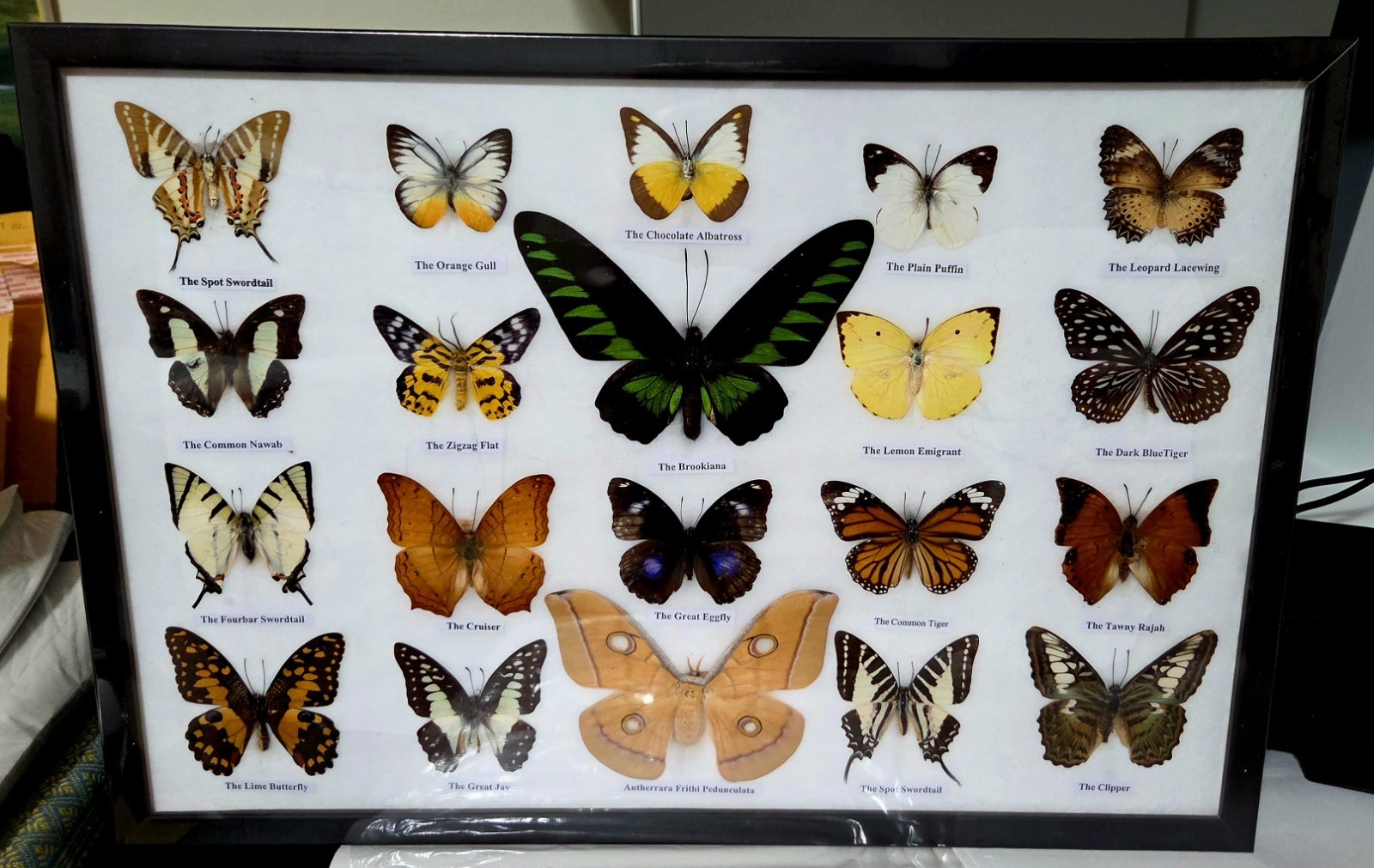 20 REAL  MOUNTED BUTTERFLIES   IN FRAME TAXIDERMY INSECTS FRAME SIZE  18.75″×12.