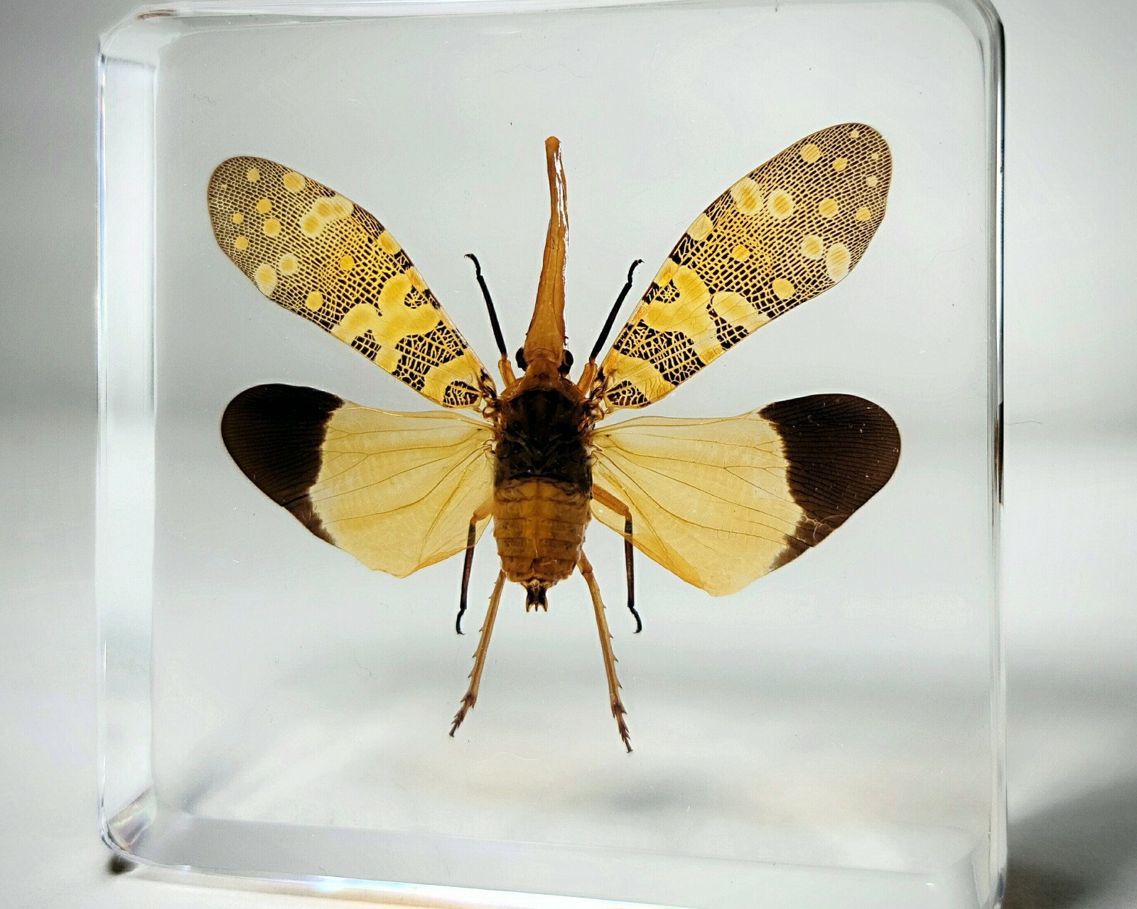 Lanternfly In Resin, Wings Open, Insects in Resin, Oddities, Pyrops candelaria