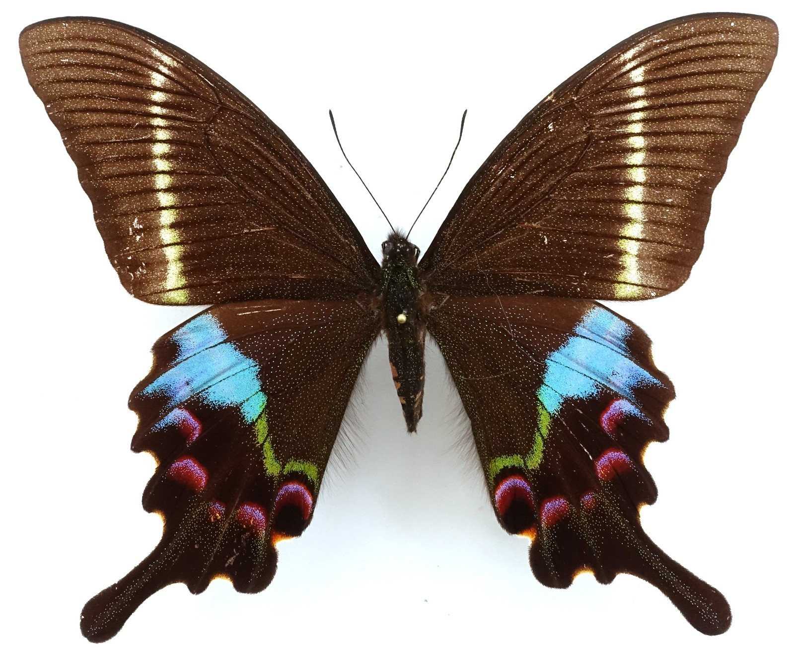 PAPILIO KRISHNA KRISHNA FEMALE FROM DARJEELING, INDIA