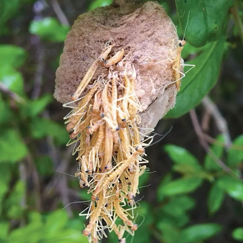 3 Praying Mantis Egg + Praying Mantis Egg Cases + FREE HATCHING BAG 2022 Season